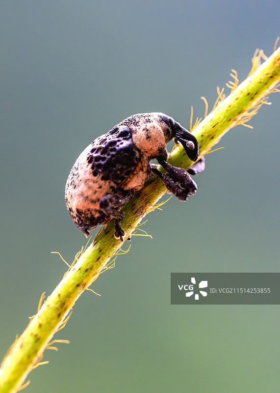 臭椿沟眶象图片素材