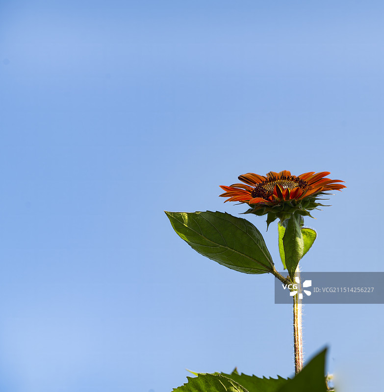 花卉特写，向日葵，红色花瓣图片素材