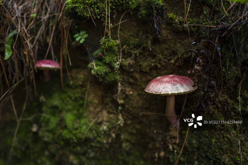 云南山林里的野生菌毒蘑菇图片素材