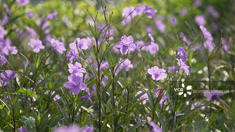 早晨逆光拍摄紫色翠芦莉花从背景图片素材