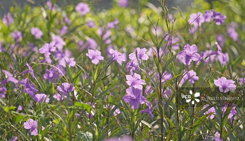 早晨逆光拍摄紫色翠芦莉花从背景图片素材