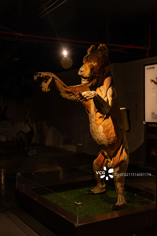 熊标本博物馆图片素材