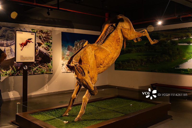 马标本博物馆图片素材