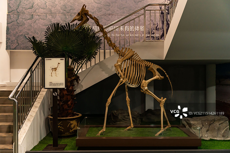 长颈鹿标本昆山生命奥秘博物馆图片素材
