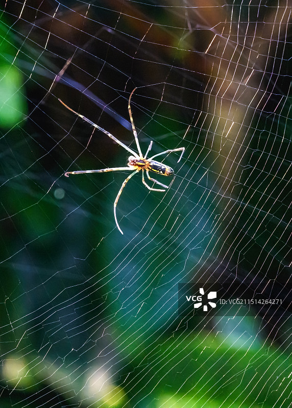 花腹盖蛛图片素材