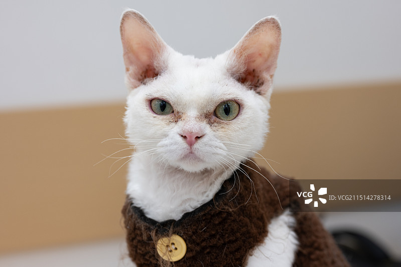 爪爪喵星人图片素材