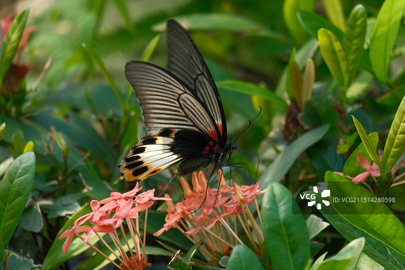 蝴蝶栖息在植物上的特写镜头图片素材