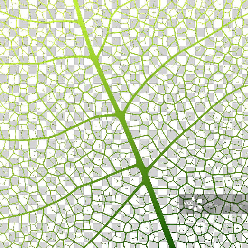 带有特写镜头的叶脉纹理抽象背景图片素材