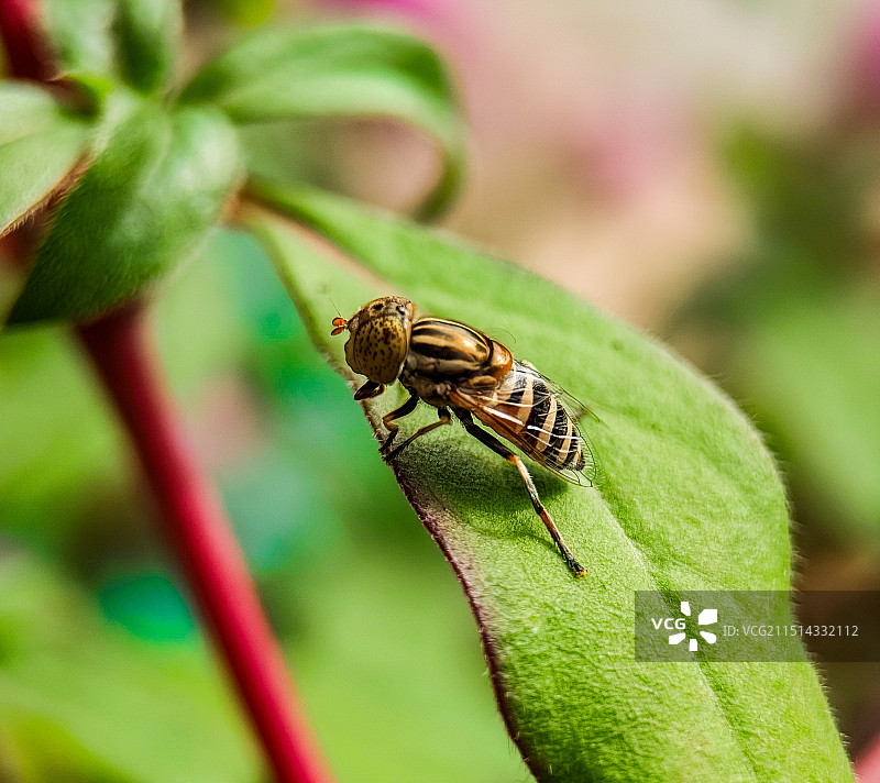 食蚜蝇图片素材