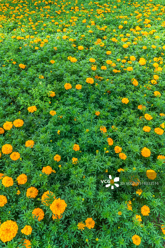 夏天公园里万寿菊花特写图片素材