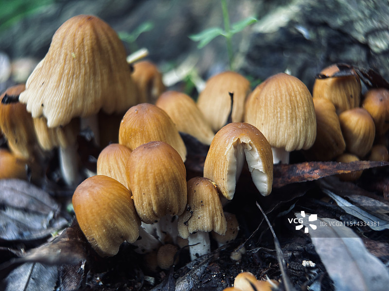 野生蘑菇图片素材