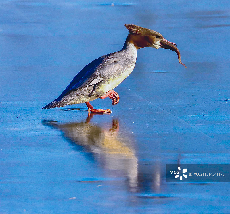 秋沙鸭吃鱼的瞬间图片素材