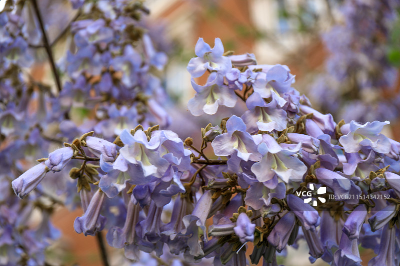 紫色铃铛花紫藤花花卉图片素材