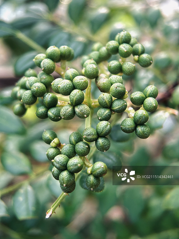 花椒种子图片素材