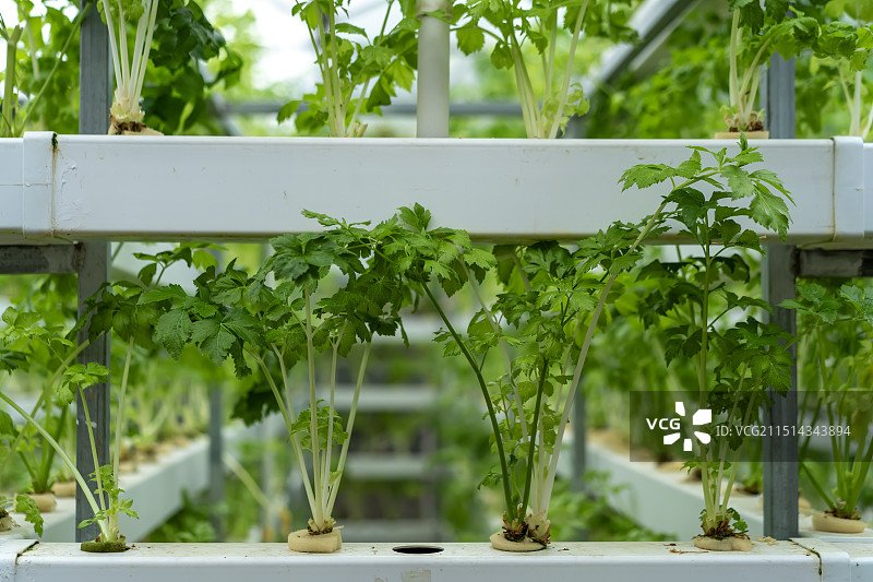 室内温室农作物有机蔬菜图片素材