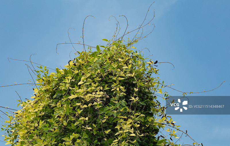 蓝天下的绿色植物.常绿油麻藤图片素材