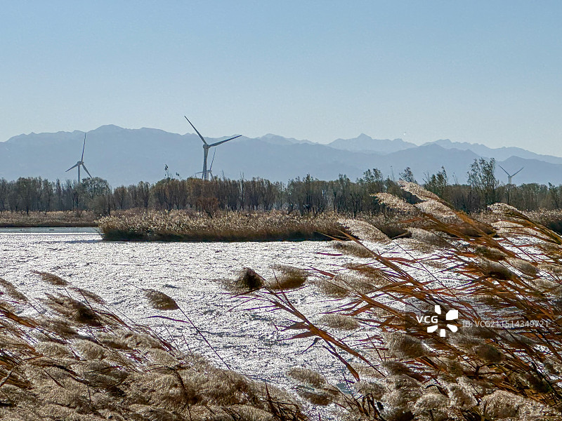 北京野鸭湖的芦苇荡图片素材