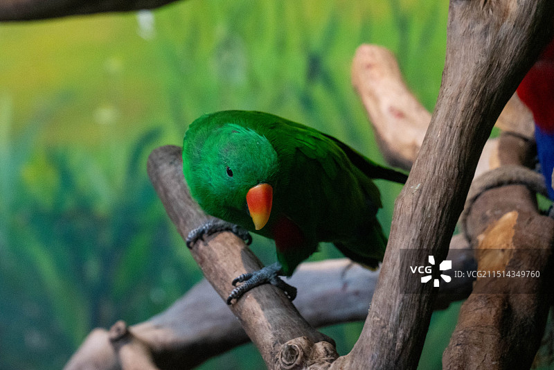 广州长隆动物园绿色鹦鹉亚马逊鹦鹉亚历山大鹦鹉图片素材