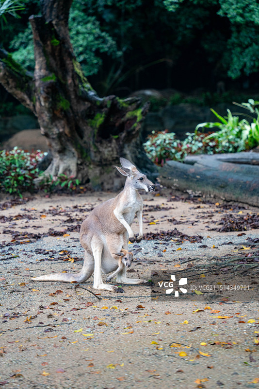 广州长隆动物园澳大利亚袋鼠育儿袋幼崽图片素材