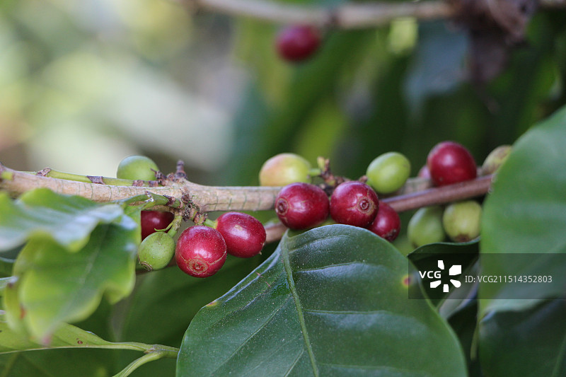 咖啡豆图片素材