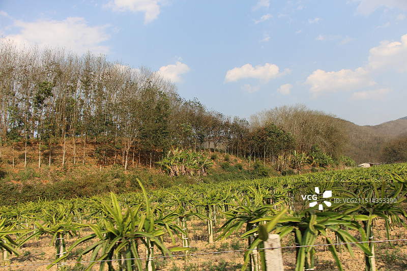 火龙果种植图片素材