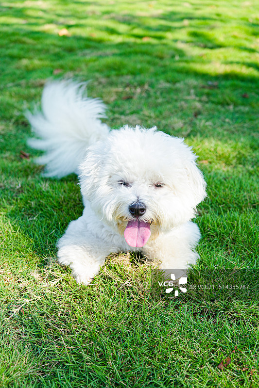户外绿色草地草坪可爱动物宠物白色比熊小狗狗图片素材