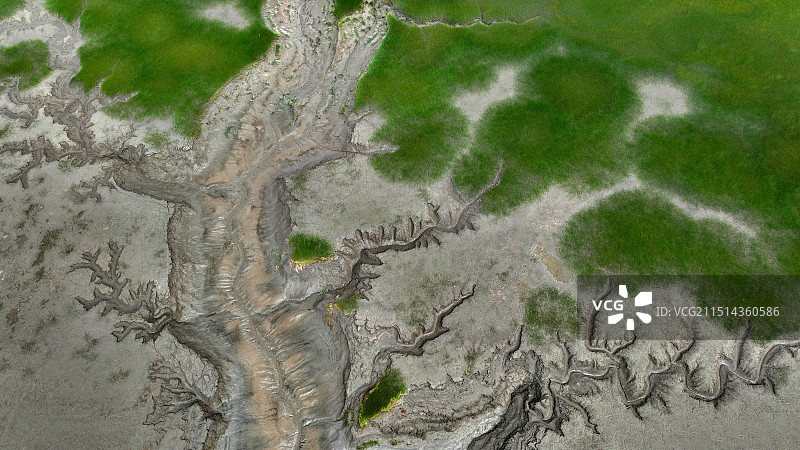 壮美钱塘江“潮汐树”图片素材