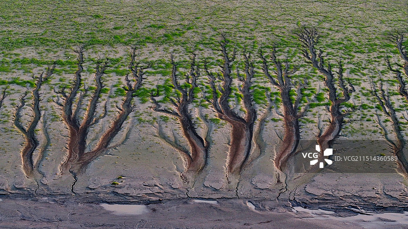 壮美钱塘江“潮汐树”图片素材