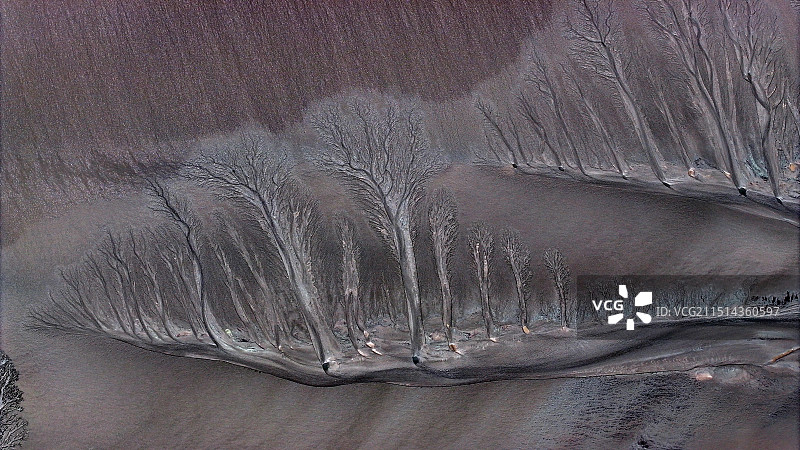 壮美钱塘江“潮汐树”图片素材