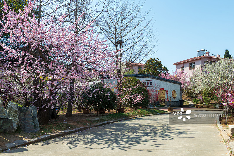 青岛十梅庵风景区（青岛梅园）图片素材