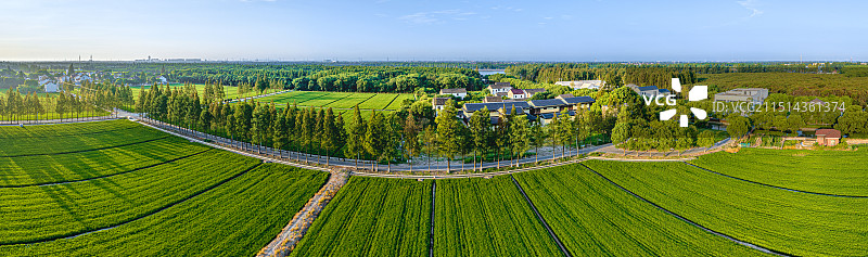 长江三角洲平原乡村田园风光 车墩镇如意路 上海松江大米原产地 绿意盎然的稻田 美丽乡村建设图片素材