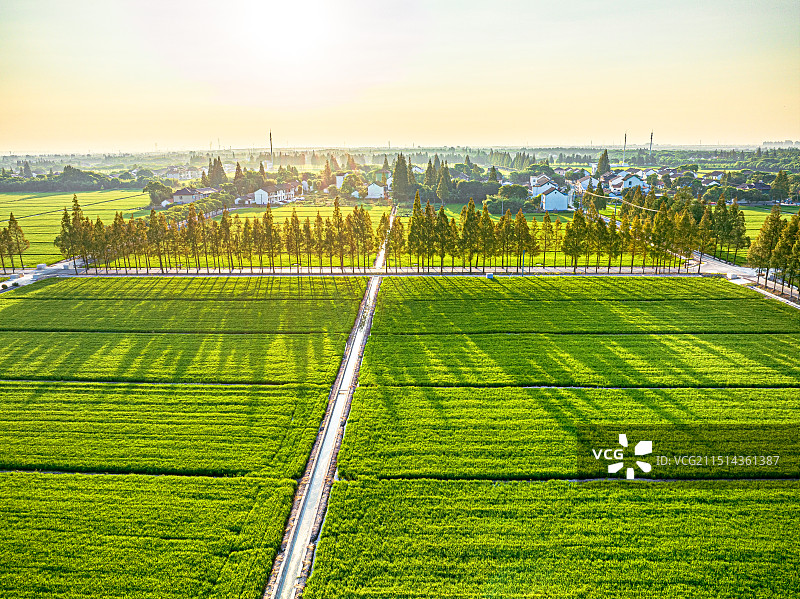 长江三角洲平原乡村田园风光 上海松江大米原产地 车墩镇徐家角 稻田和小路图片素材