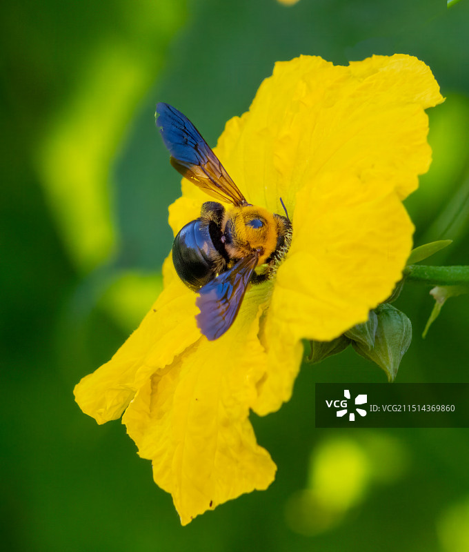 生态，微距，花头，蜜蜂图片素材