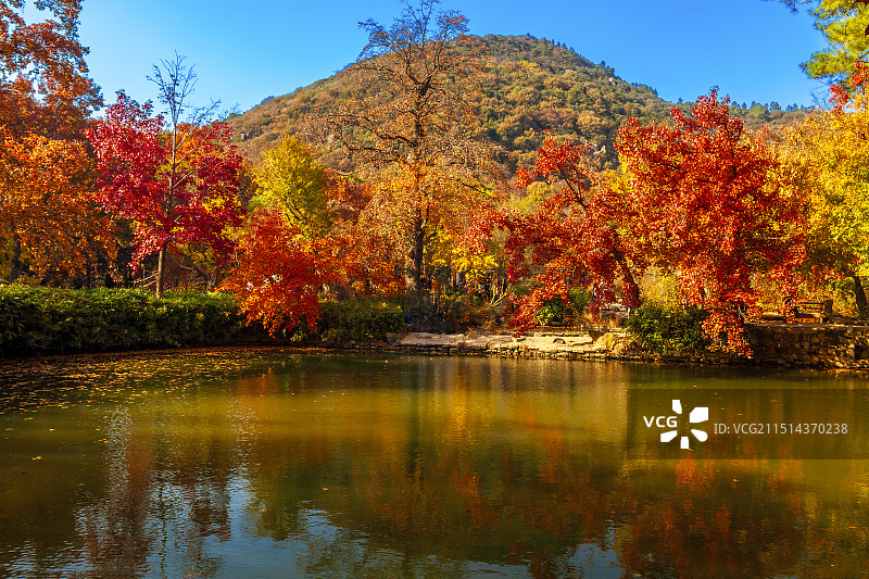 天平山红枫图片素材