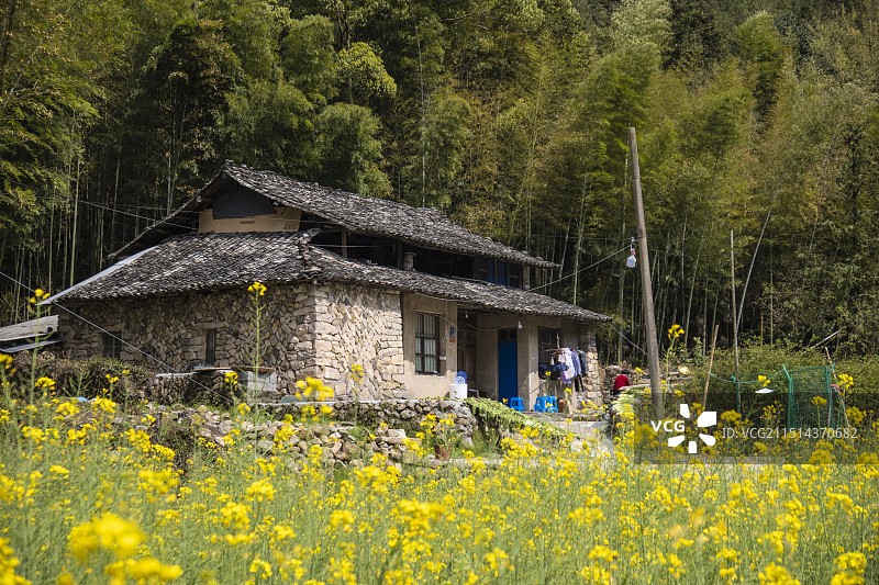 浙江南部农村老房子民居建筑在油菜花田旁，背景是竹林。浙江丽水青田县周边图片素材