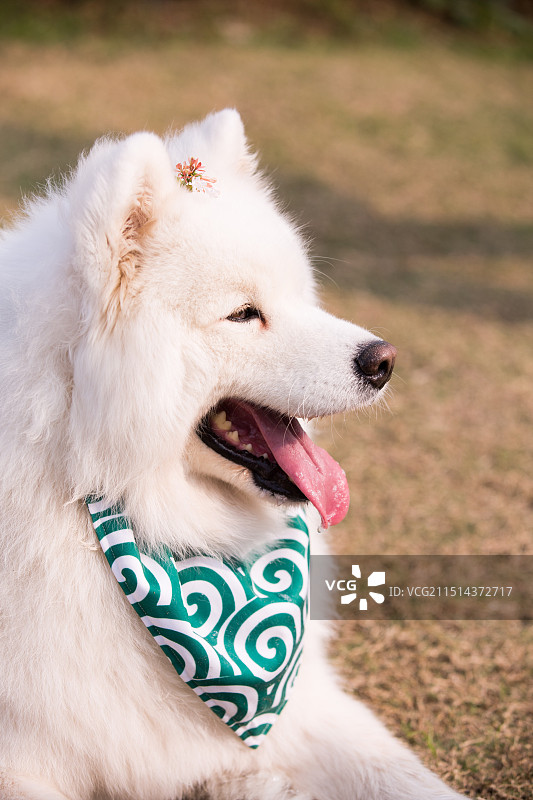 萨摩耶/围巾萨摩耶图片素材