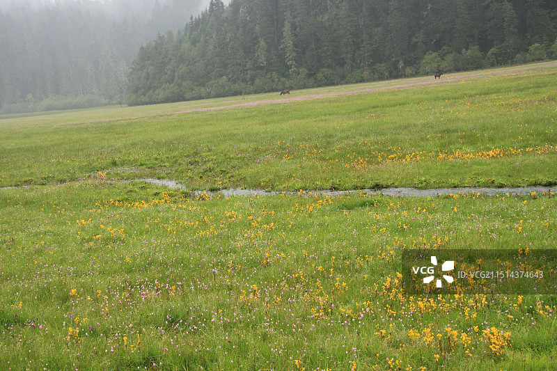 普达措国家公园花海图片素材