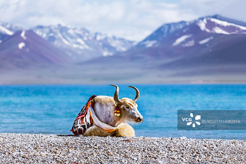 中国西藏自治区纳木措湖畔的白色牦牛图片素材