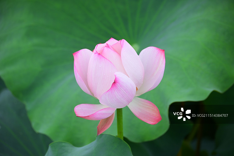 出水芙蓉图片素材