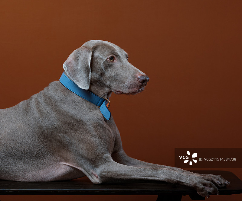 Weimaraner 威玛猎犬图片素材