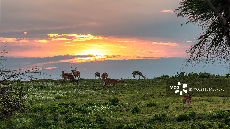 非洲肯尼亚野生动物-麋鹿图片素材