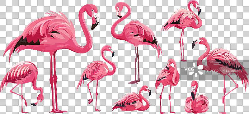 粉色羽毛长款火烈鸟卡通套装图片素材