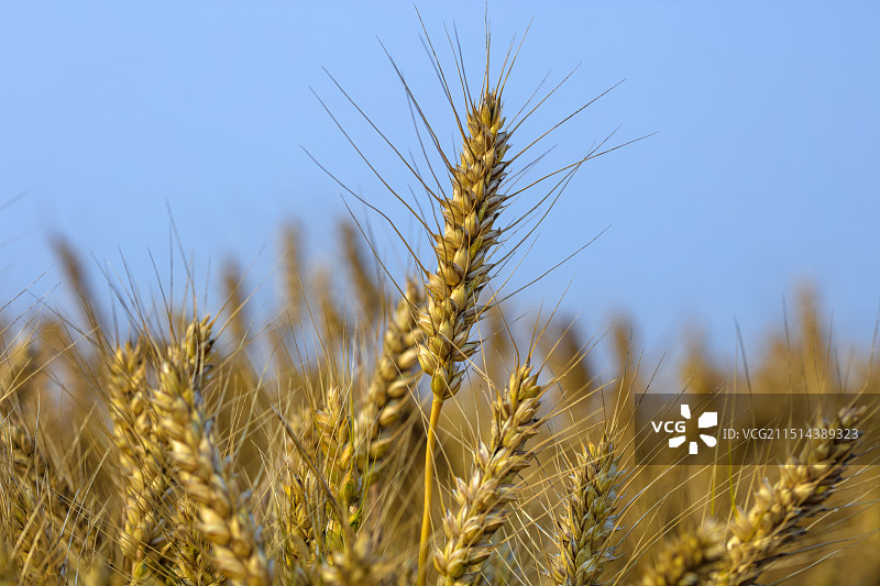小麦图片素材