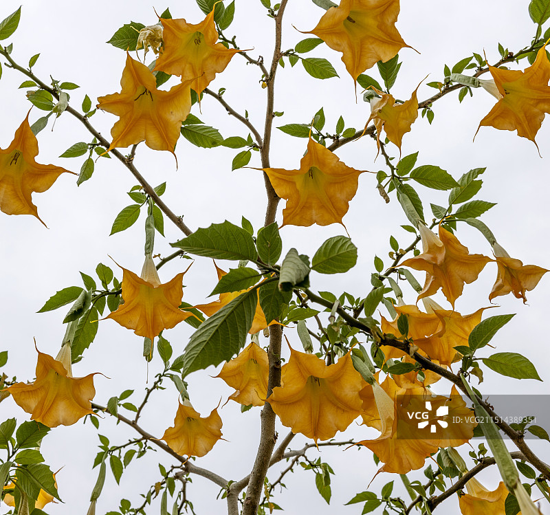 曼陀罗花图片素材