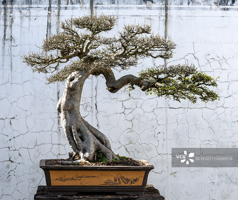 盆景图片素材