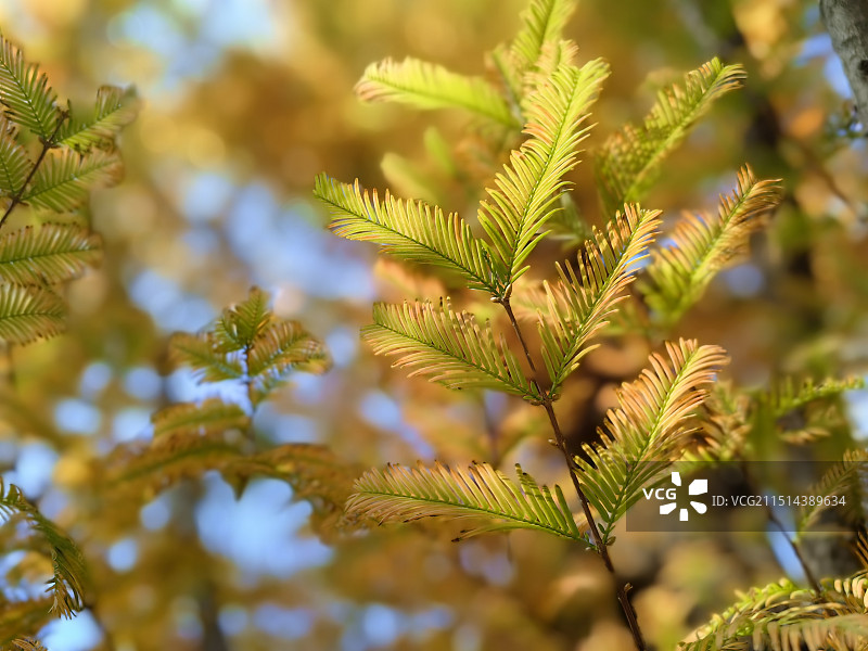 秋天杉树树叶图片素材