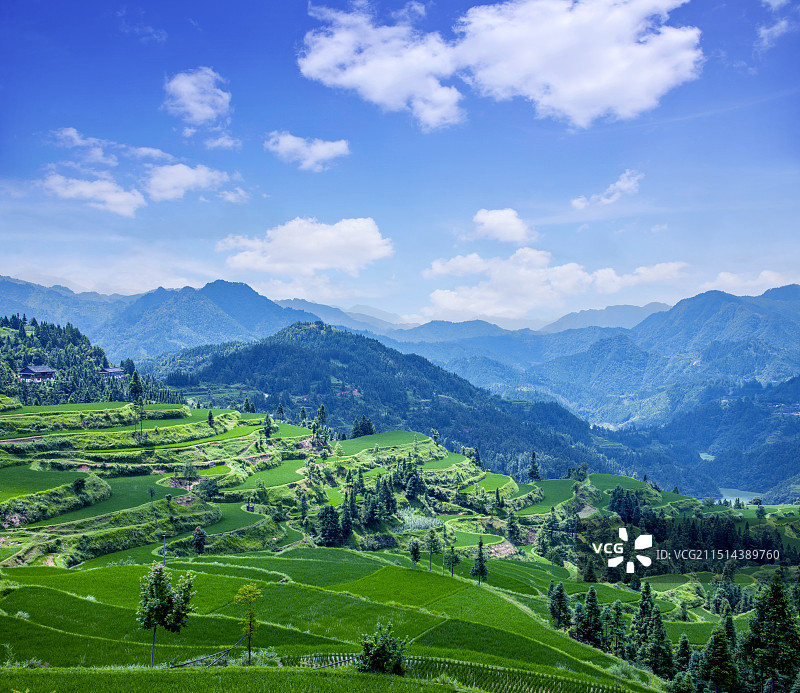 贵州丹寨县排莫村山间稻田图片素材