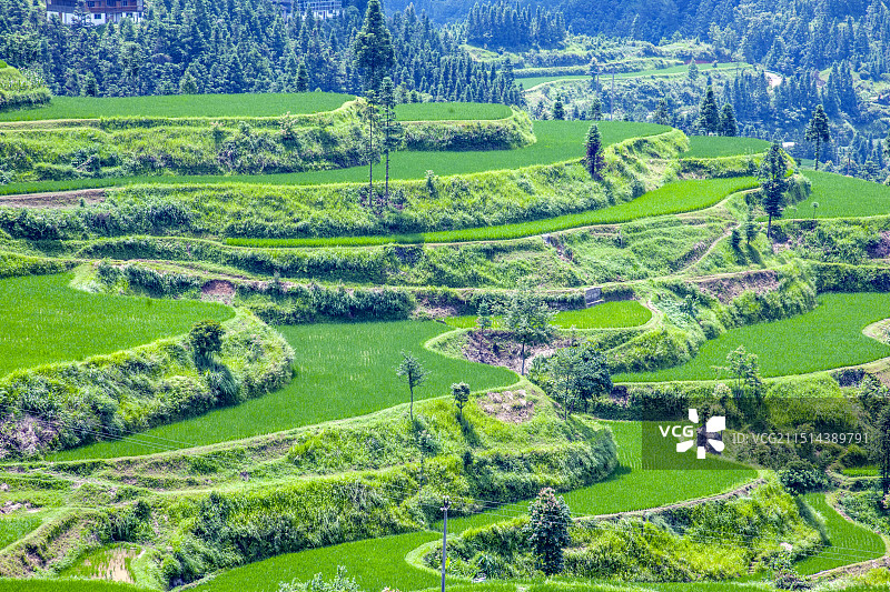 贵州丹寨县排莫村山间稻田图片素材