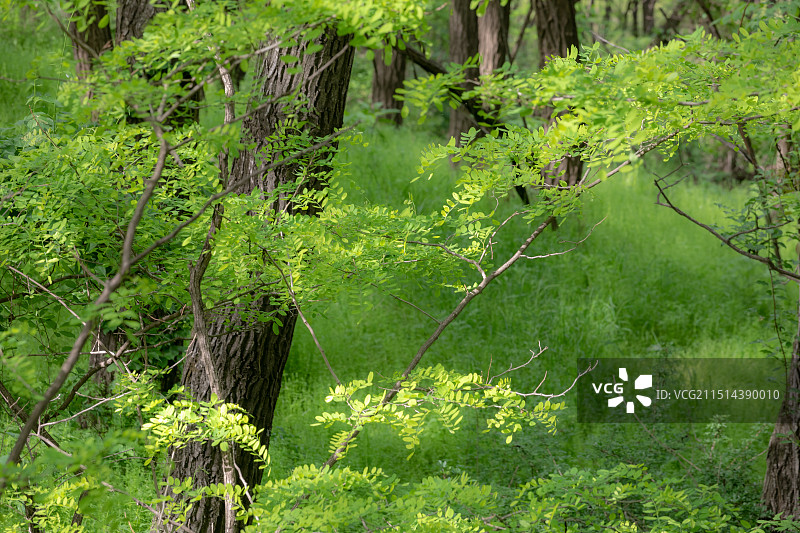 槐树林里生长的嫩叶图片素材