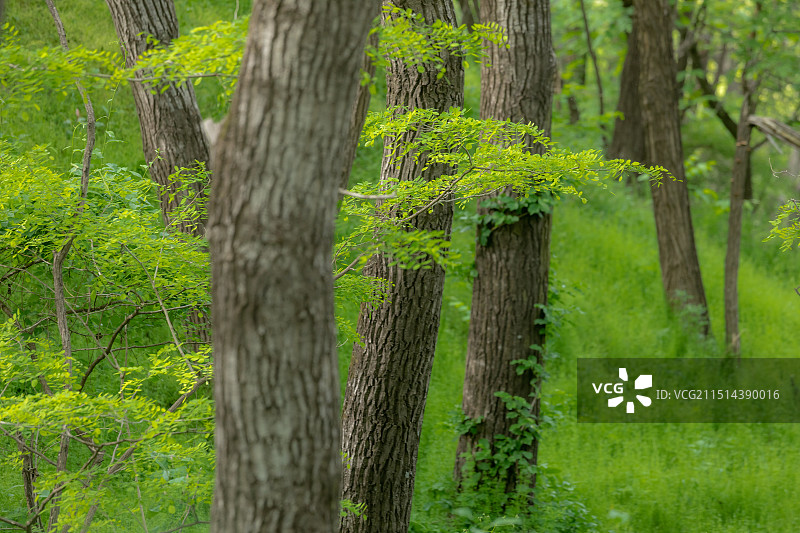 槐树林里生长的嫩叶图片素材